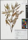 Foto von Salix alba L.